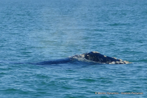 Southern right whale, South Africa